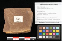 Foto (Objekt + Etikett) von Quercus palaeoilex Ettingshausen (NHMW-GEO-2024-0188-0962)